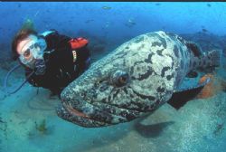 Nuisance the potatoe bass/grouper eyeing himself in the d... by Andrew Woodburn 